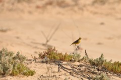 Epthianura aurifrons