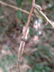 Diploderma swinhonis