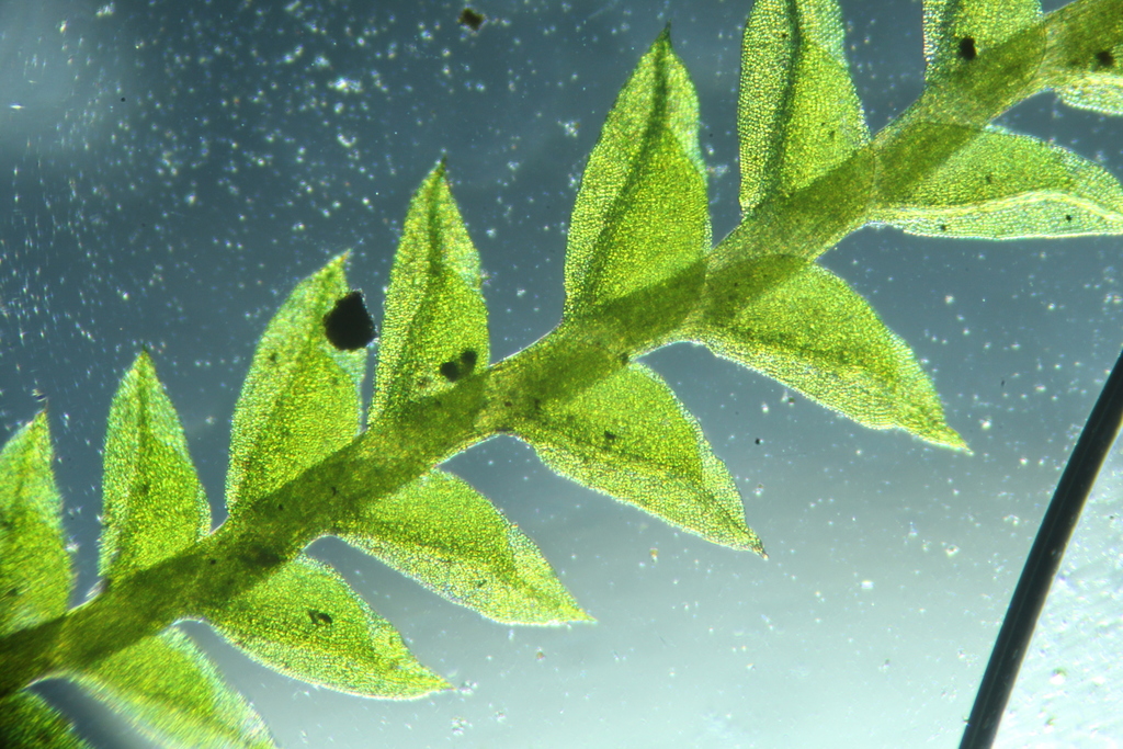 Fissidens pygmaeus
