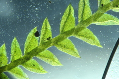 Fissidens pygmaeus