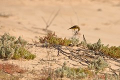 Epthianura aurifrons