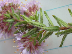 Agathosma serpyllacea