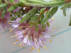 Agathosma serpyllacea