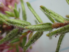 Agathosma serpyllacea