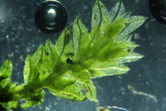 Fissidens taylorii