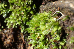 Fissidens pygmaeus