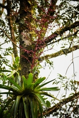 Tillandsia tovarensis