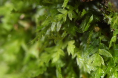 Fissidens taylorii