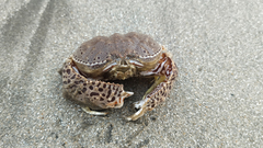 Calappa lophos
