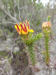 Oedera imbricata