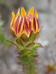 Oedera imbricata