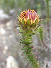 Oedera imbricata
