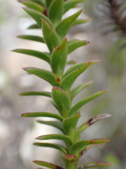 Oedera imbricata