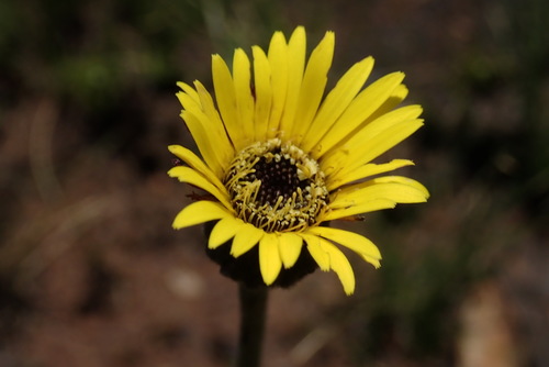 Butter Gerbera (Gerbera ambigua)