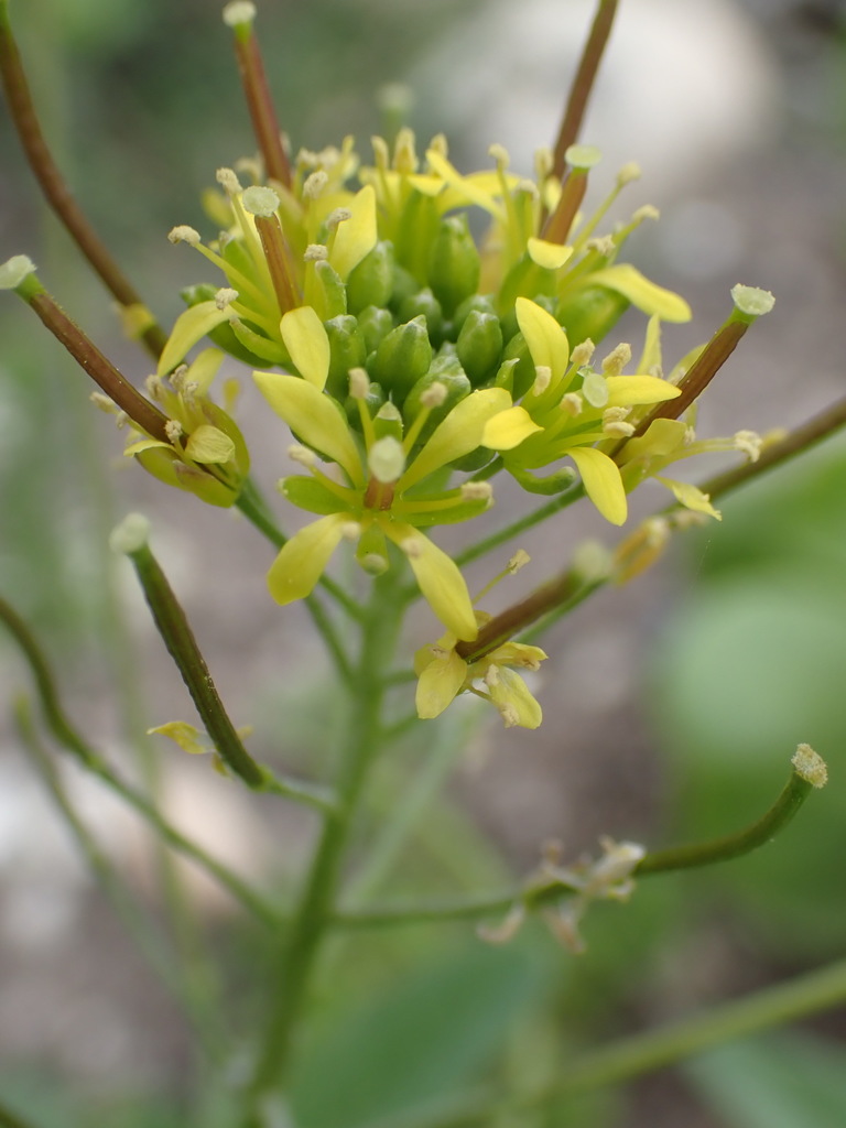 Cape Mustard