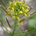 Brassicodae - Photo 由 David Hoare 所上傳的 (c) David Hoare，保留部份權利CC BY-NC