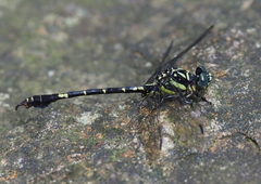 Paragomphus henryi