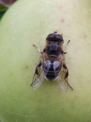 Eristalis tenax