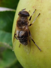 Eristalis tenax