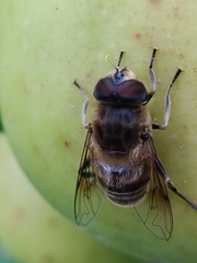 Eristalis tenax