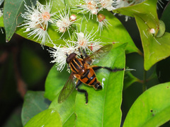 Mesembrius bengalensis