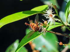 Mesembrius bengalensis