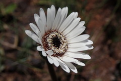Gerbera viridifolia