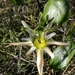 Passiflora herbertiana - Photo (c) Caroline Cheung, algunos derechos reservados (CC BY-NC-SA), subido por Caroline Cheung