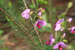 Gompholobium scabrum