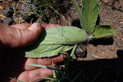 Gerbera viridifolia