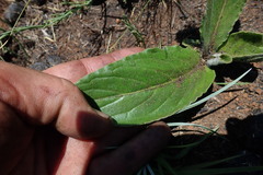 Gerbera viridifolia