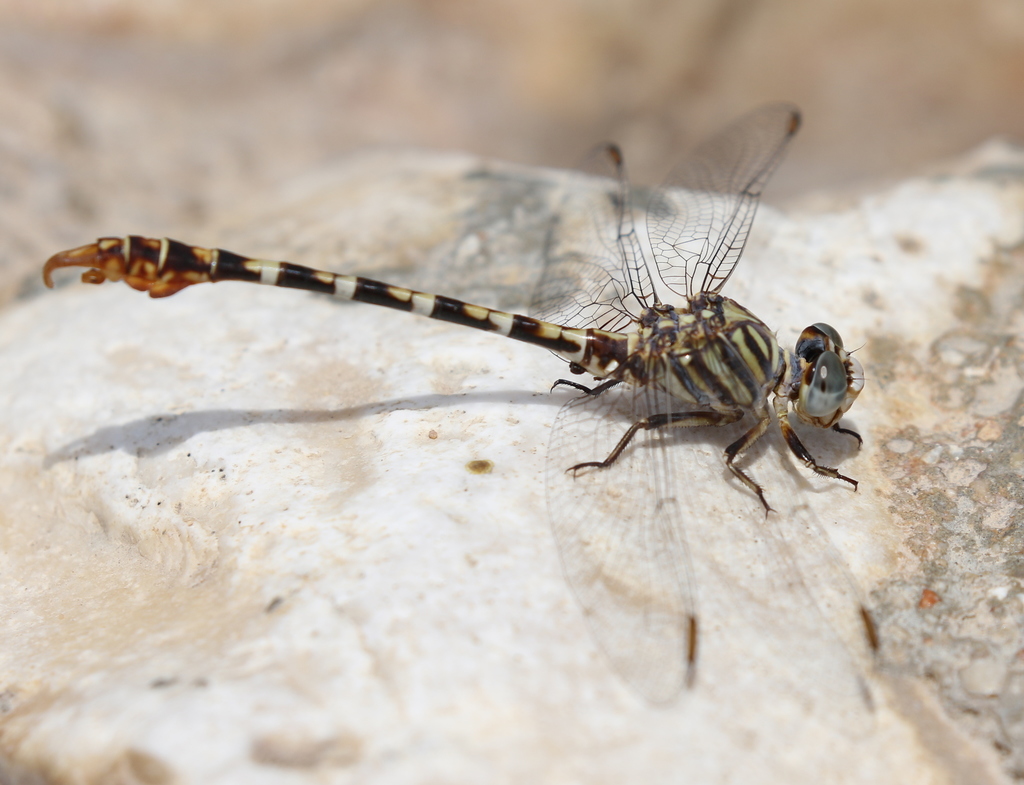Sinai Hooktail
