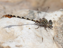 Paragomphus sinaiticus