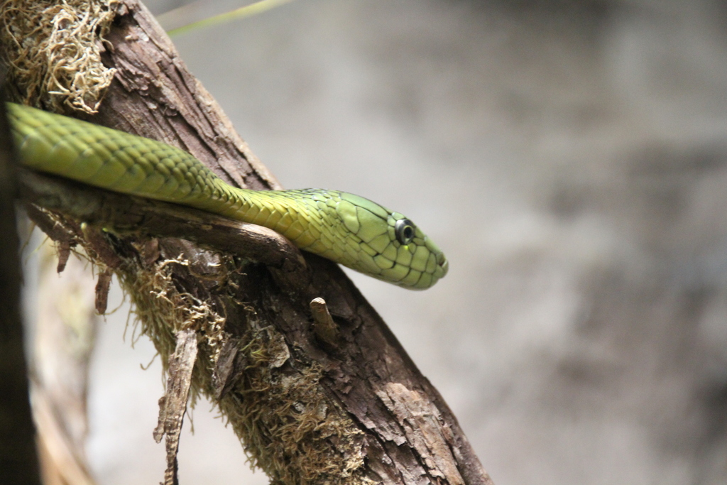 Jameson's Mamba (Black-tailed) (Dendroaspis jamesoni kaimosae) - Snakes ...
