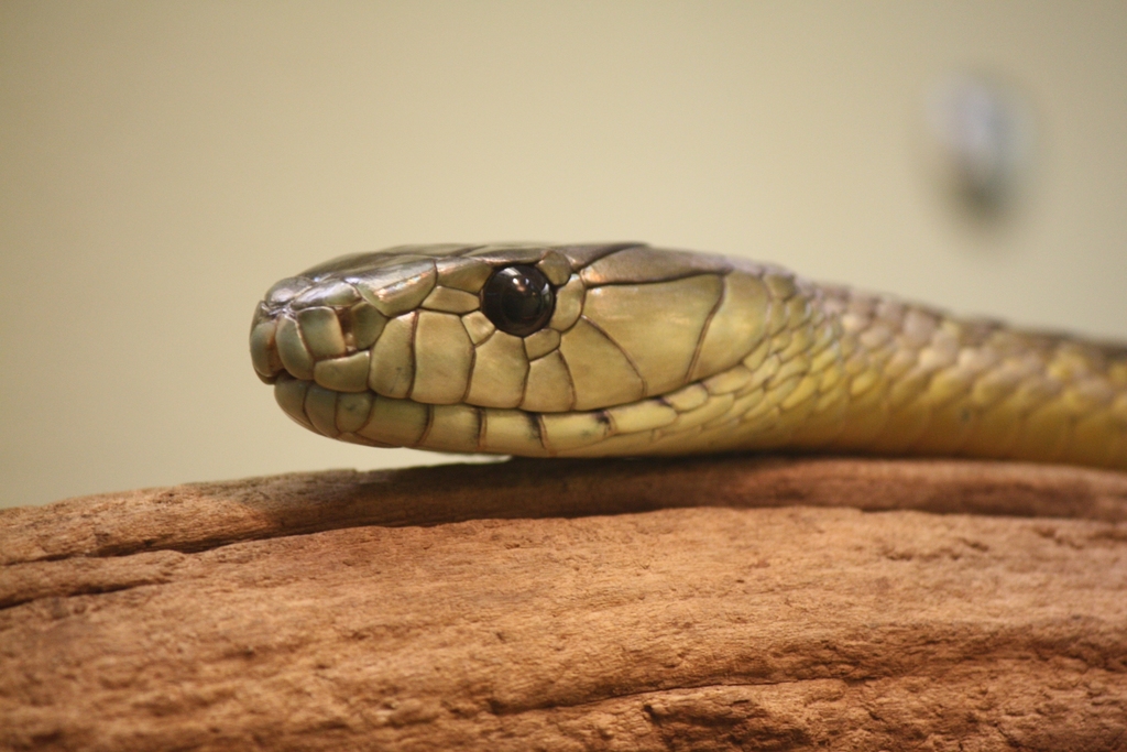 Jameson's Mamba (Black-tailed) (Dendroaspis jamesoni kaimosae) - Snakes ...