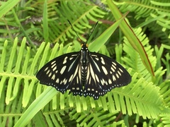 Euripus nyctelius