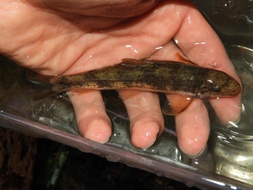Rustyside sucker (Thoburnia hamiltoni) — Catostomidae — 5