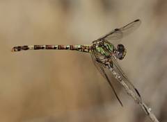 Paragomphus madegassus
