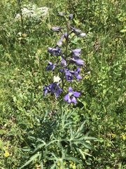 Delphinium flexuosum