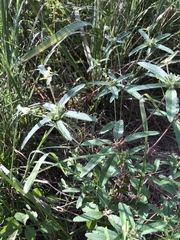 Croton glandulosus septentrionalis