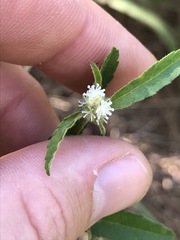 Croton glandulosus septentrionalis