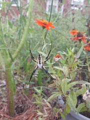 Argiope aurantia