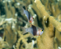 Blackbelted Cardinalfish photo 4