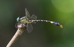 Phaenandrogomphus tonkinicus