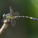 Phaenandrogomphus tonkinicus - Photo (c) Phil Benstead, some rights reserved (CC BY-NC), uploaded by Phil Benstead