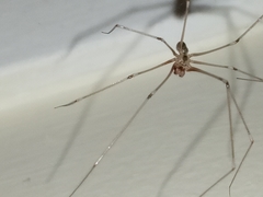 Pholcus phalangioides