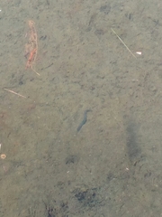 Haemopis sanguisuga