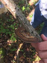 Daedaleopsis confragosa