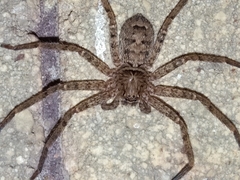 Heteropoda