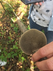 Daedaleopsis confragosa